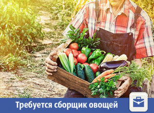 В Волжском предлагают собирать овощи за деньги В Волжском предлагают собирать овощи за деньги