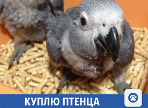 Волжанка мечтает о жако или какаду Волжанка мечтает о жако или какаду