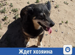 В добрые руки маленького охранника отдают в Волжском В добрые руки маленького охранника отдают в Волжском