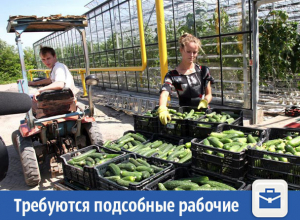 В Волжском «Дядя Ваня» ищет подсобных рабочих для засолки огурцов В Волжском «Дядя Ваня» ищет подсобных рабочих для засолки огурцов