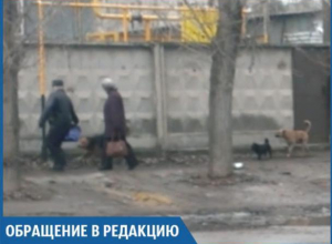 Мне страшно ходить по улице из-за бродячих собак около школы, - волжанка Мне страшно ходить по улице из-за бродячих собак около школы, - волжанка