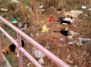 Волжане попросили устранить свору бродячих собак в 38 микрорайоне Волжане попросили устранить свору бродячих собак в 38 микрорайоне