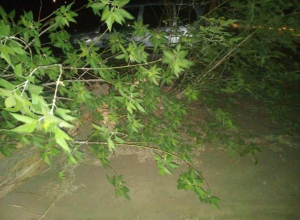 В Волжском на улице Горького сильный ветер сломал дерево В Волжском на улице Горького сильный ветер сломал дерево