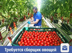 Крупная фирма ищет сборщика овощей в Волжском Крупная фирма ищет сборщика овощей в Волжском