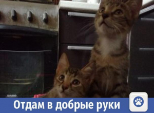 Ласковые и умные котята ищут дом в Волжском Ласковые и умные котята ищут дом в Волжском