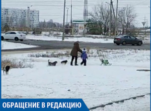 В новой части города свора собак напала на женщину с ребенком, - волжанин В новой части города свора собак напала на женщину с ребенком, - волжанин