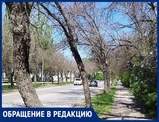 «Все ясени - сухие»: в Волжском появилась угроза вымирания деревьев «Все ясени - сухие»: в Волжском появилась угроза вымирания деревьев