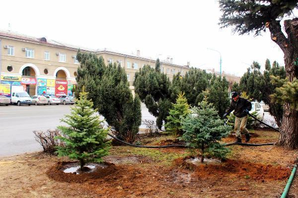 В Волжском в старой части города высадили 26 молодых ёлочек В Волжском в старой части города высадили 26 молодых ёлочек