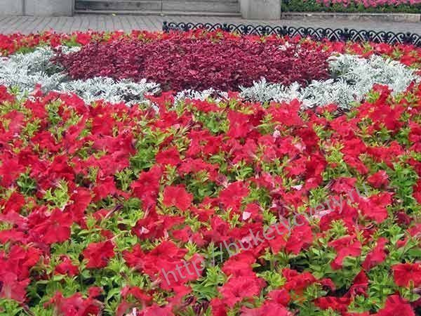 Директор компании в Волжском подарил городу более 10 тысяч петуний Директор компании в Волжском подарил городу более 10 тысяч петуний