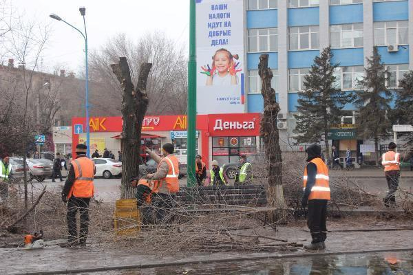 В Волжском проходит омолаживающая обрезка деревьев В Волжском проходит омолаживающая обрезка деревьев