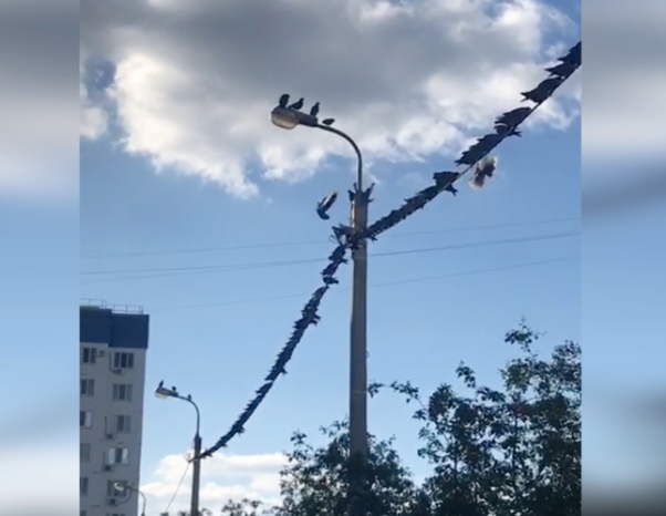 «Тусовка» птиц на проводах в черте города поразила волжанку «Тусовка» птиц на проводах в черте города поразила волжанку