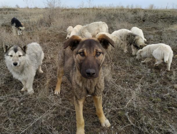 Волжский приют для собак подает сигнал SOS Волжский приют для собак подает сигнал SOS