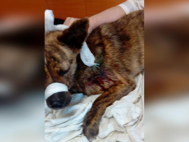 Портосика порвали собаки, малышу нужна помощь волжан Портосика порвали собаки, малышу нужна помощь волжан