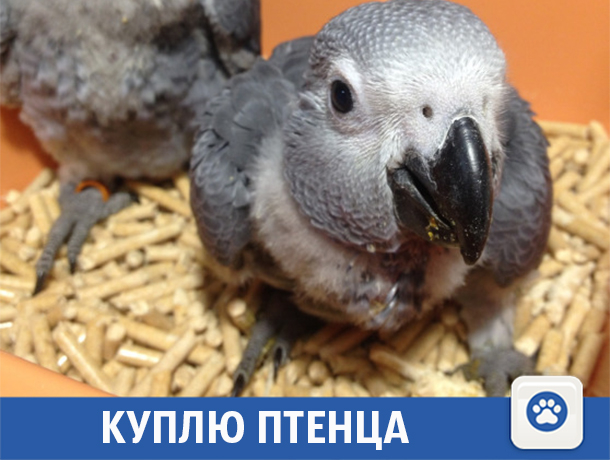 Волжанка мечтает о жако или какаду Волжанка мечтает о жако или какаду