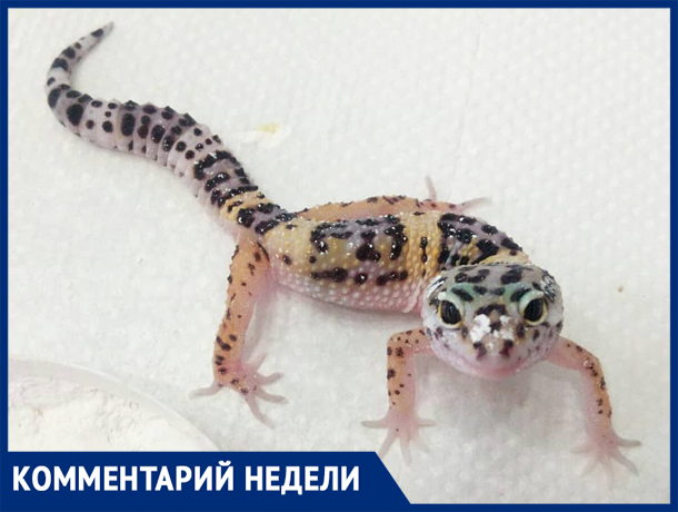 «Как приручить геккона», - волжанка рассказала о содержании экзотов «Как приручить геккона», - волжанка рассказала о содержании экзотов