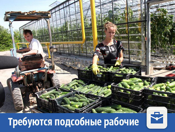 В Волжском «Дядя Ваня» ищет подсобных рабочих для засолки огурцов В Волжском «Дядя Ваня» ищет подсобных рабочих для засолки огурцов