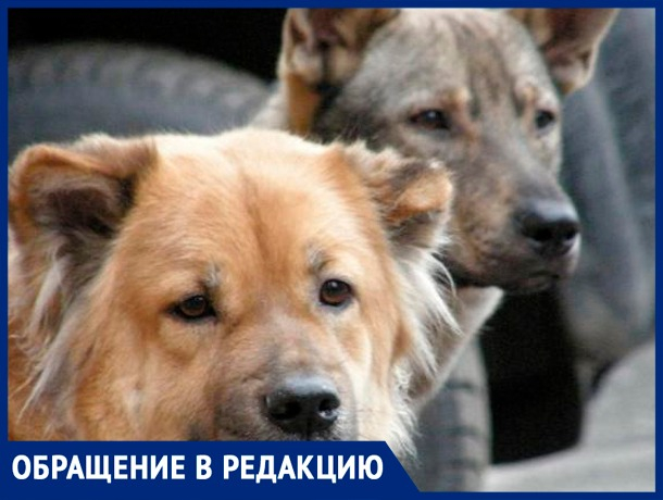 «На О. Зеленом бегает стая собак, за детей страшно»,- волжанка «На О. Зеленом бегает стая собак, за детей страшно»,- волжанка