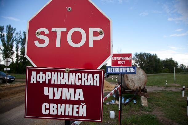 Африканская чума свиней угрожает фермерам из Волжского Африканская чума свиней угрожает фермерам из Волжского