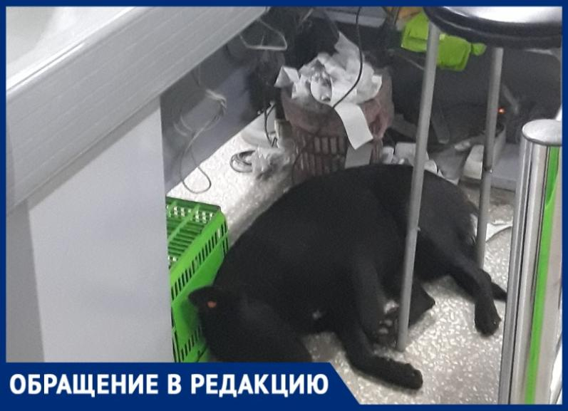 «В магазине продукты пропитались запахом собак, а сами они спят под кассой»,- Максим Демидов «В магазине продукты пропитались запахом собак, а сами они спят под кассой»,- Максим Демидов