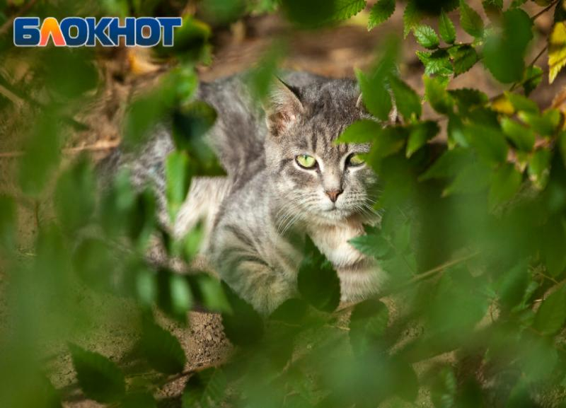 Солнечный и теплый четверг обещают синоптики в Волжском Солнечный и теплый четверг обещают синоптики в Волжском