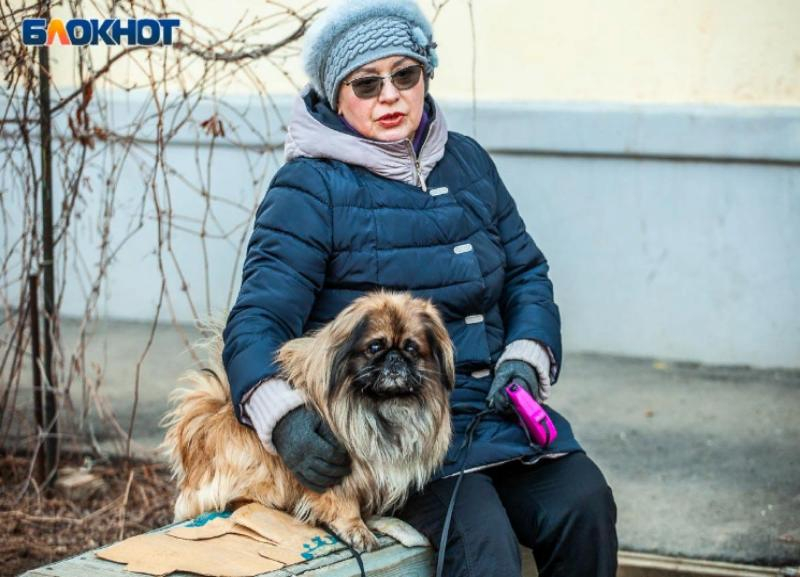 Топ-5 самых популярных пород собак в Волжском: какого друга стоит выбрать Топ-5 самых популярных пород собак в Волжском: какого друга стоит выбрать