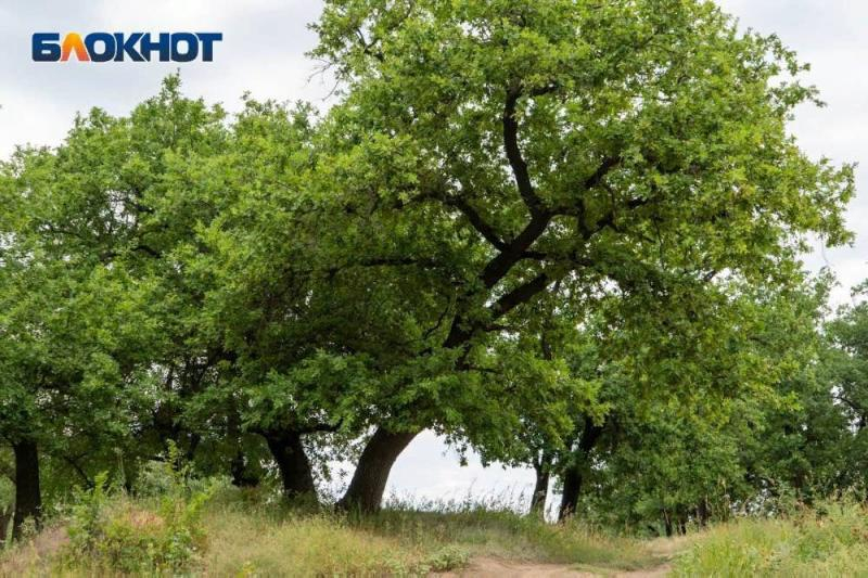 Волгоградцы устроили обнаженную фотосессию ради прекращения вырубки Волго-Ахтубинской поймы Волгоградцы устроили обнаженную фотосессию ради прекращения вырубки Волго-Ахтубинской поймы