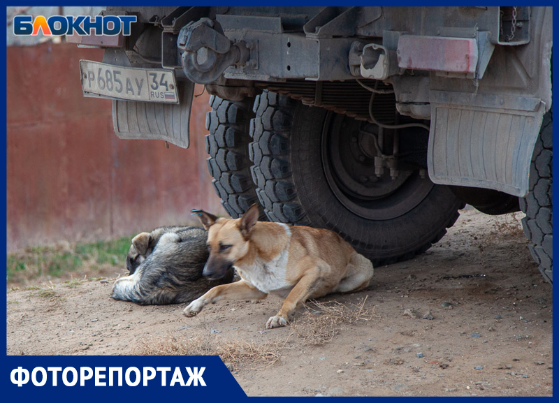 Страдают от голода и холода: в Волжском стаи собак попали на фото Страдают от голода и холода: в Волжском стаи собак попали на фото
