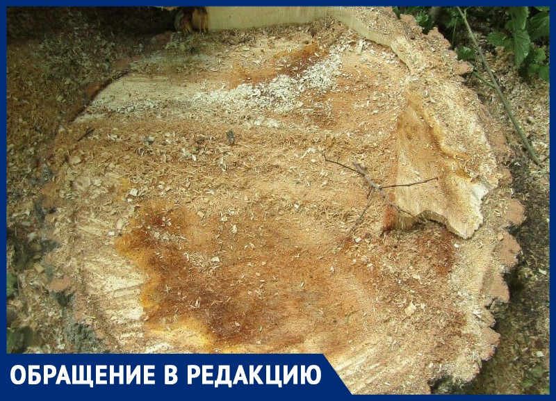 «Срубили здоровое дерево»: волжанка возмущена радикальными действиями коммунальщиков «Срубили здоровое дерево»: волжанка возмущена радикальными действиями коммунальщиков