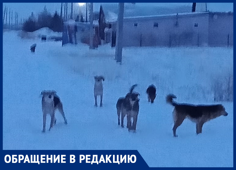 «Каждое утро идем в «садик» и боимся, что нас загрызут собаки», - волжанка «Каждое утро идем в «садик» и боимся, что нас загрызут собаки», - волжанка