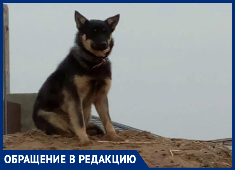 Хозяева просят помочь в поиске хвостатого друга Хозяева просят помочь в поиске хвостатого друга