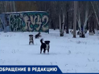 Разодрали одежду и искусали: в Волжском рассказали о страшном нападении собак в парке