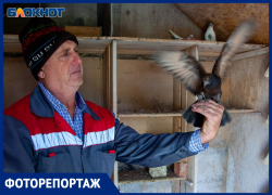 Удивительная жизнь голубятни в Волжском попала в объектив фотографа