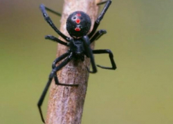 Самого опасного паука в регионе можно встретить в окрестностях Волжского 