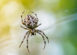 Крестовик в Волгоградском регионе является одним из самых распространенных пауков 