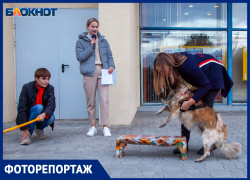 Щенячий восторг: в Волжском прошла благотворительная эстафета в помощь животным