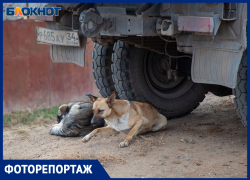 Страдают от голода и холода: в Волжском стаи собак попали на фото