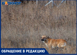 «Месть за бродячих собак»: домашних животных травят в поселке под Волжским