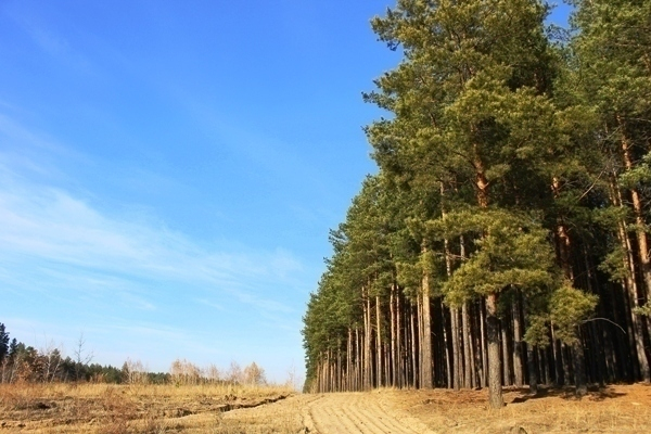Более 7 тысяч гектаров лесных массивов Волгоградской области обработали от вредителей