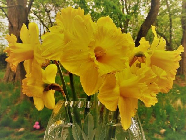 Советы от «Блокнота»: как помочь весенним цветам долго простоять в вазе