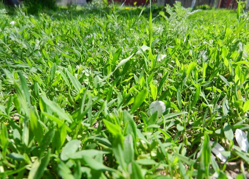 Спорыш трава для газона фото и описание