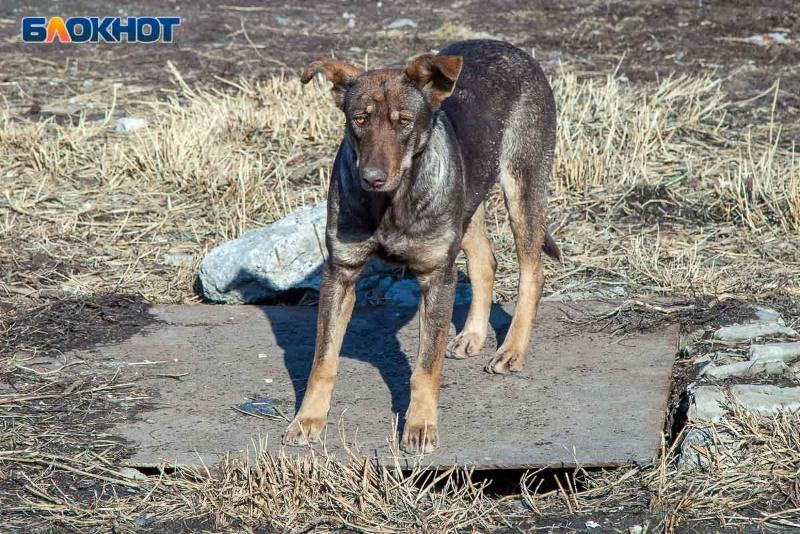 Карантин по бешенству после нападения собак ввели в Волгоградской области
