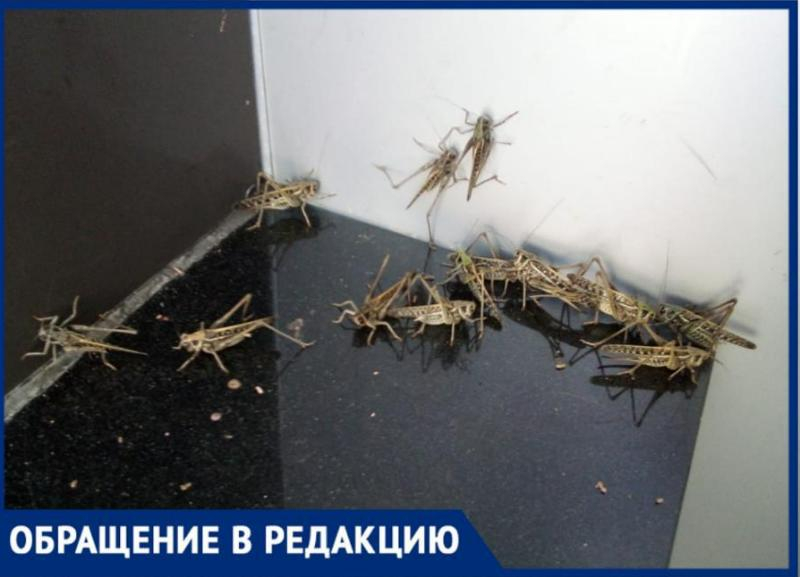 Саранча дзен канал последнее